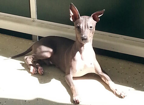 Mexikanischer Nackthund Sammy 1