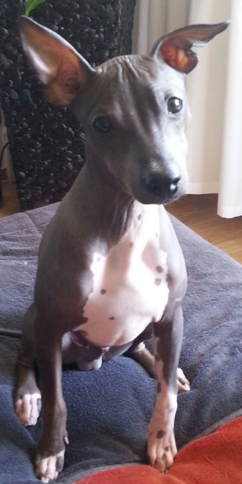 Mexikanischer Nackthund Sammy 2