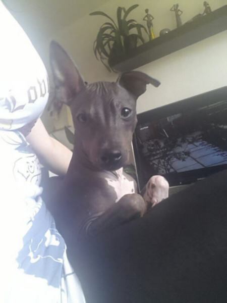 Mexikanischer Nackthund Sammy 4