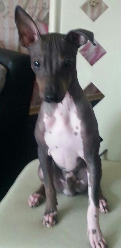 Mexikanischer Nackthund Sammy 5